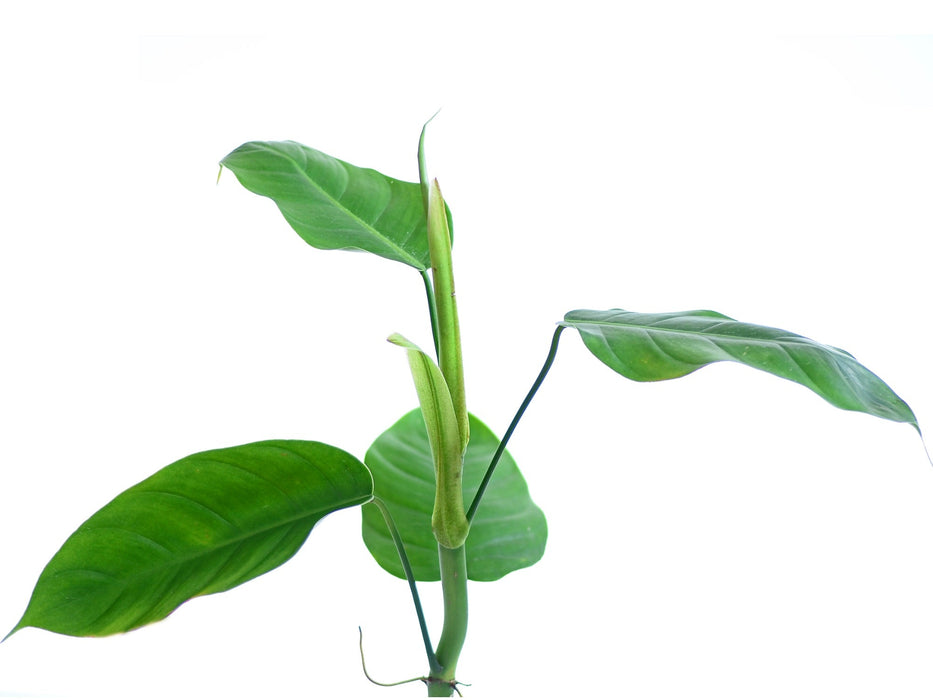 philodendron bonifaziae Philodendron bonifaziae