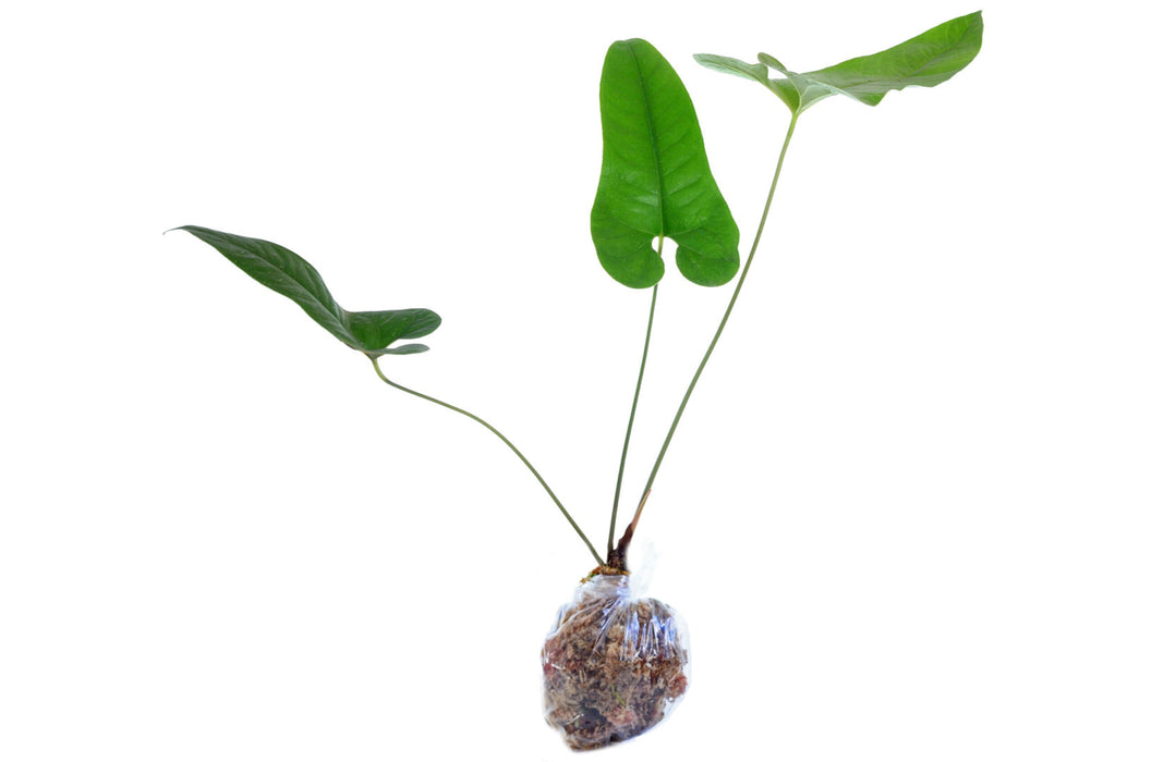 Anthurium ivanportillae (seedling)