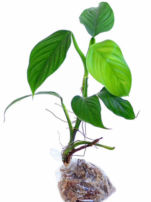 philodendron smithii red Philodendron smithii — Ecuagenera USA Corp