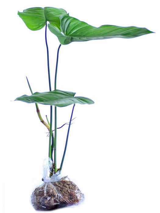 Philodendron gardeniodorum cf