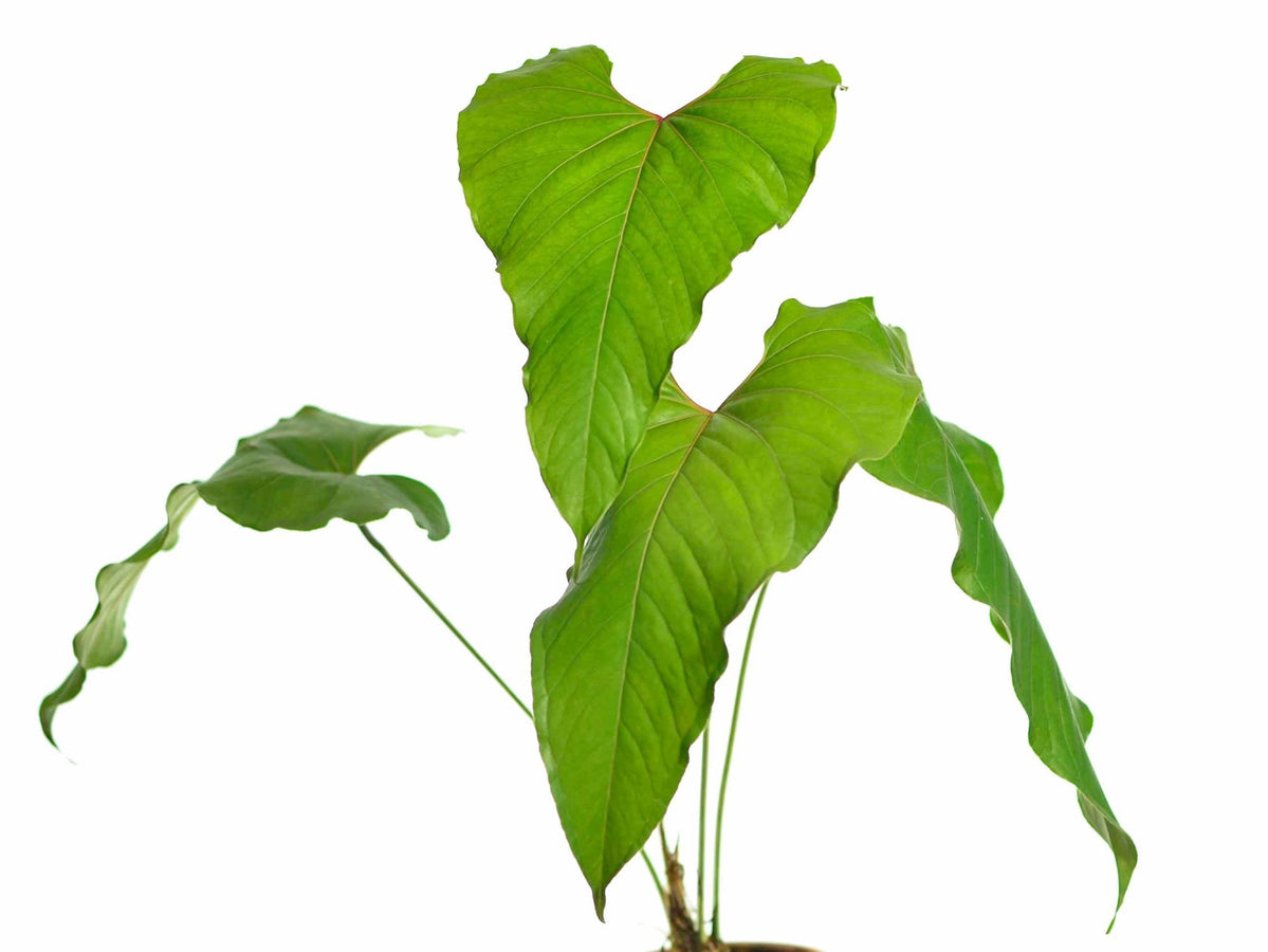 anthurium san antonio Anthurium cupulispathum (seedling)
