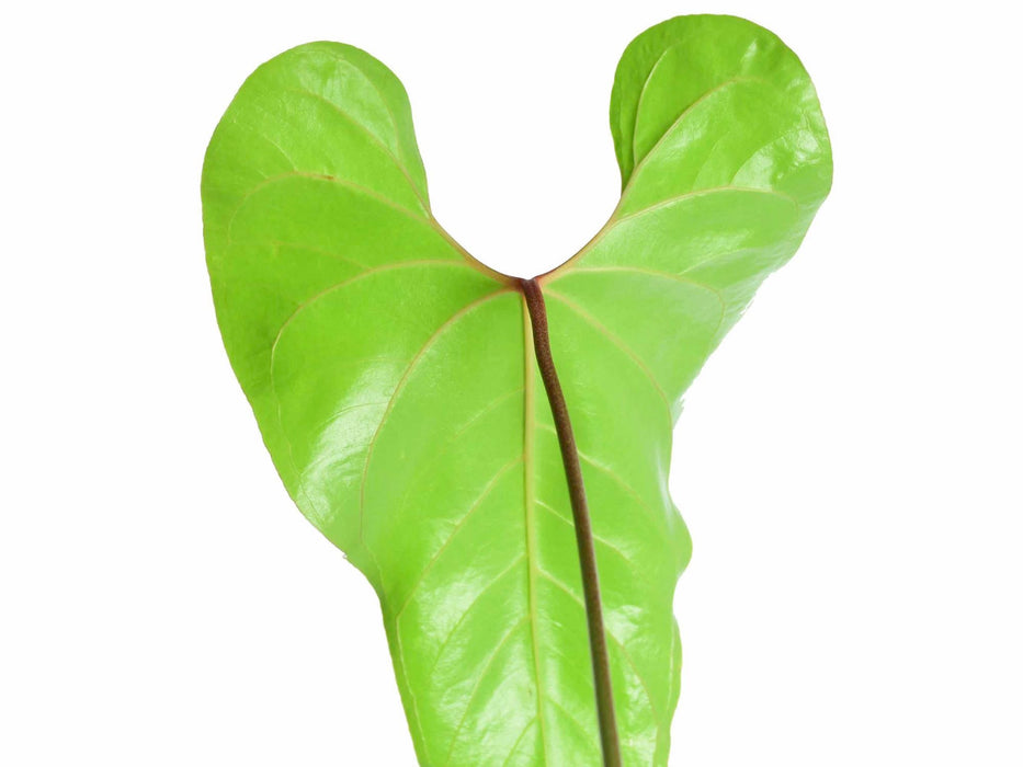 Anthurium cupulispathum (seedling)