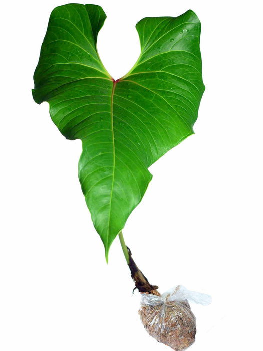 anthurium panguiensii Anthurium cupulispathum (seedling)