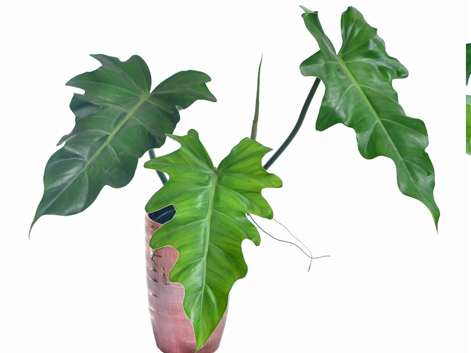 Philodendron lacerum aff