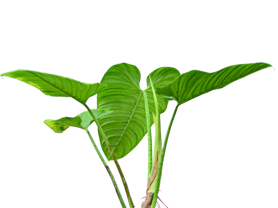 Philodendron curvipetiolatum aff