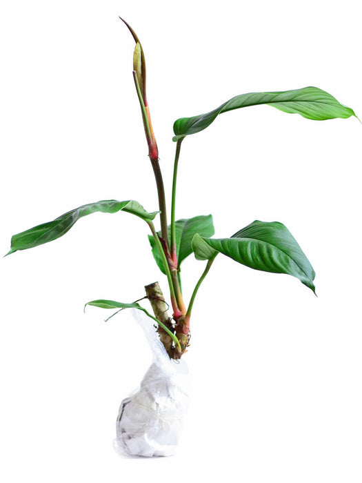 Philodendron geniculatum