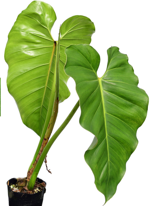 jumbo philodendron Philodendron giganteum