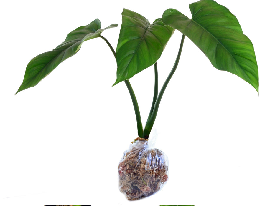 philodendron giganteum price Philodendron giganteum — Ecuagenera USA Corp