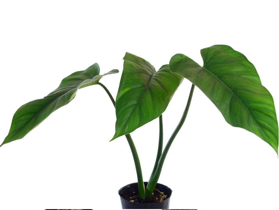 philodendron giganteum houseplant Philodendron giganteum