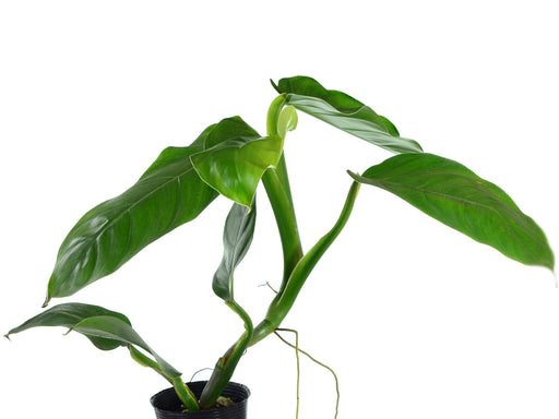 philodendron heleniae Philodendron heleniae subsp. amazonense (Big) — Ecuagenera USA Corp