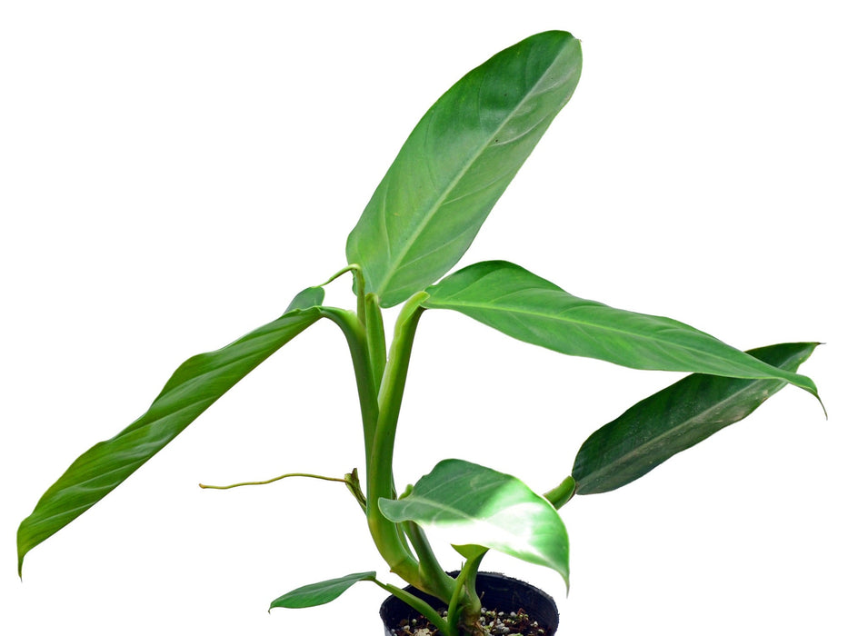 philodendron heleniae Philodendron heleniae subsp. amazonense