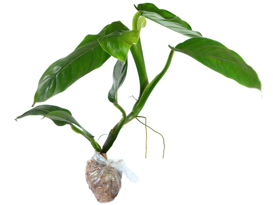 Philodendron heleniae subsp. amazonense