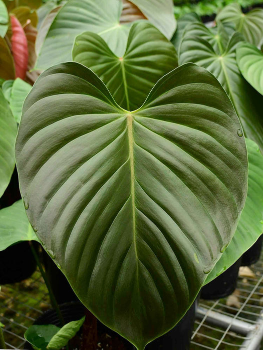 Philodendron lynamii