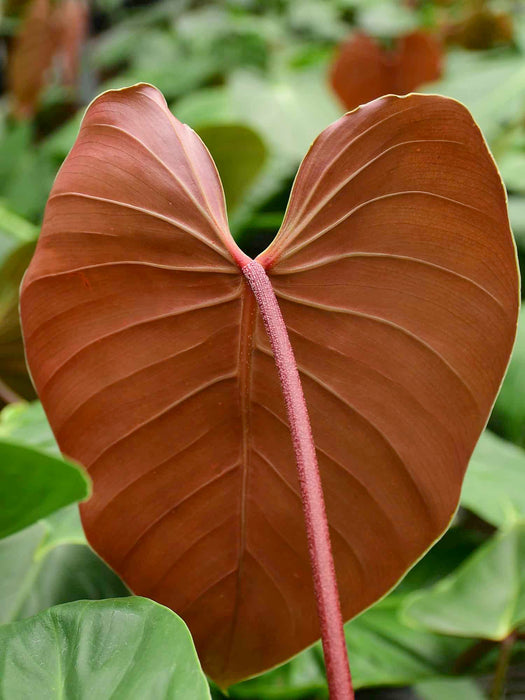 Philodendron lynamii