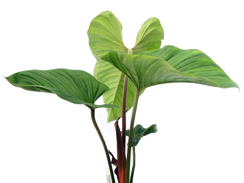 philodendron curvipetiolatum Philodendron verrucapetiolum