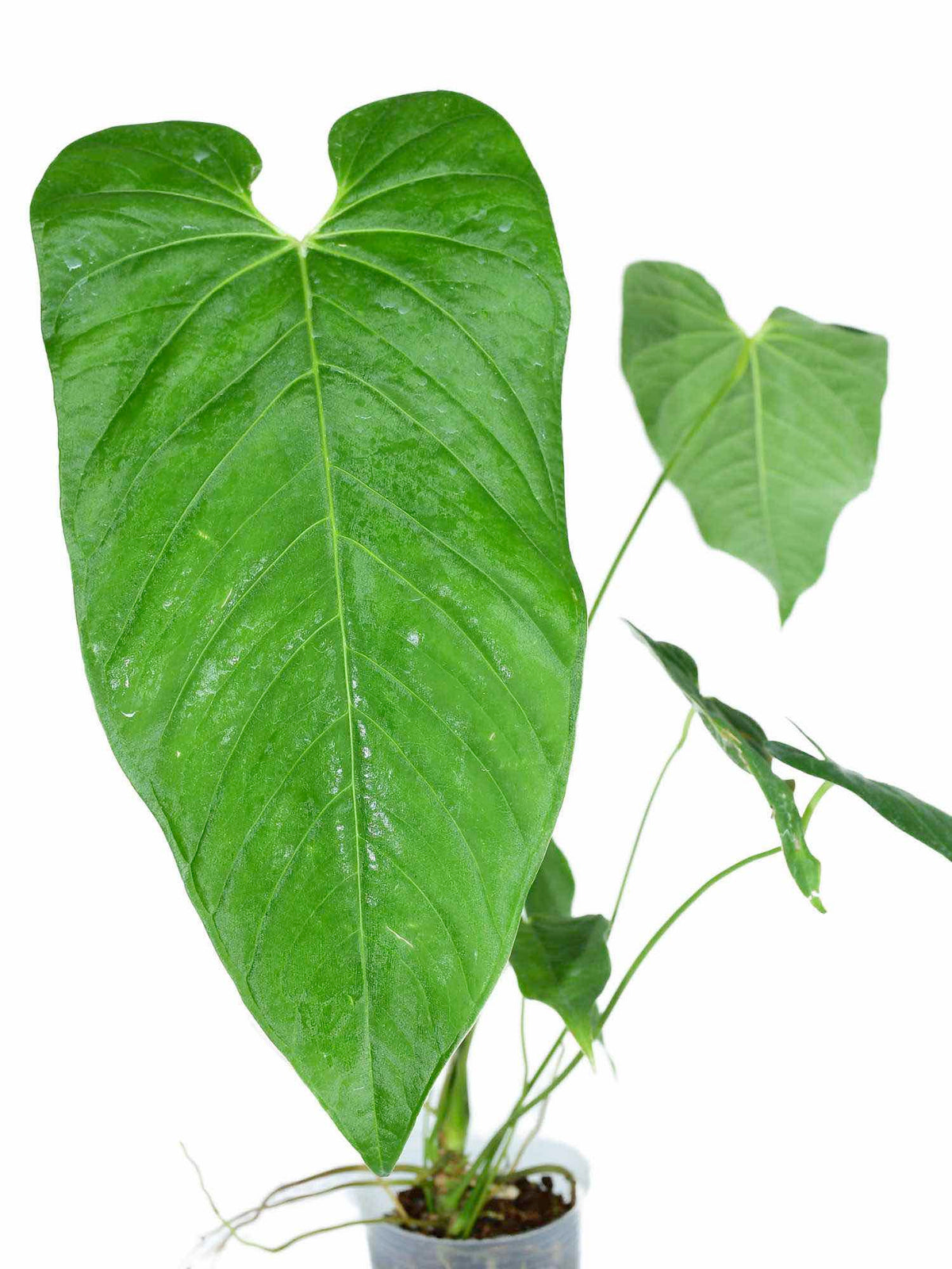 Anthurium dolichostachyum — Ecuagenera USA Corp