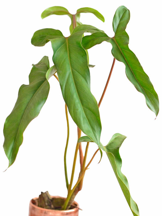 Philodendron delinksii
