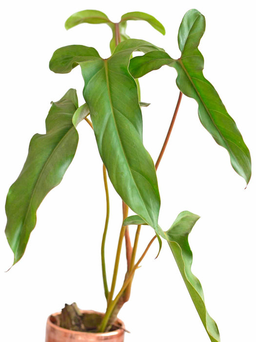 Philodendron delsinkii