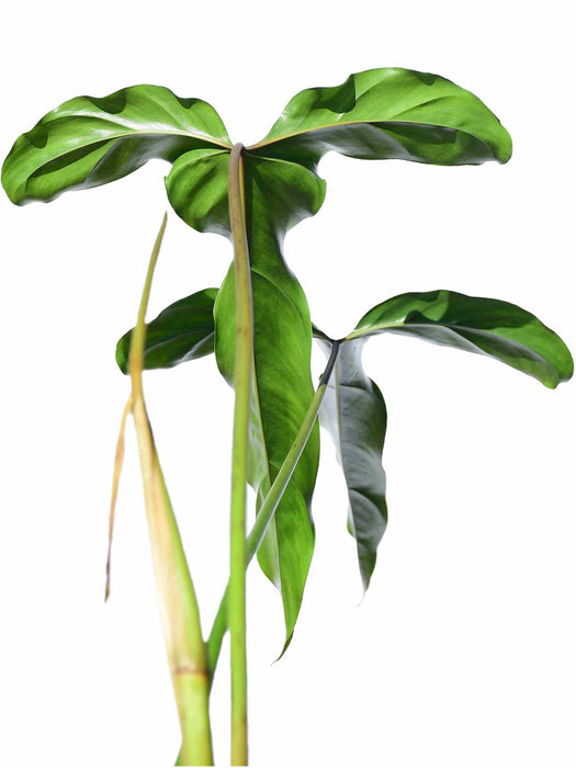 Philodendron delinksii