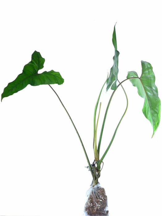 Philodendron delinksii