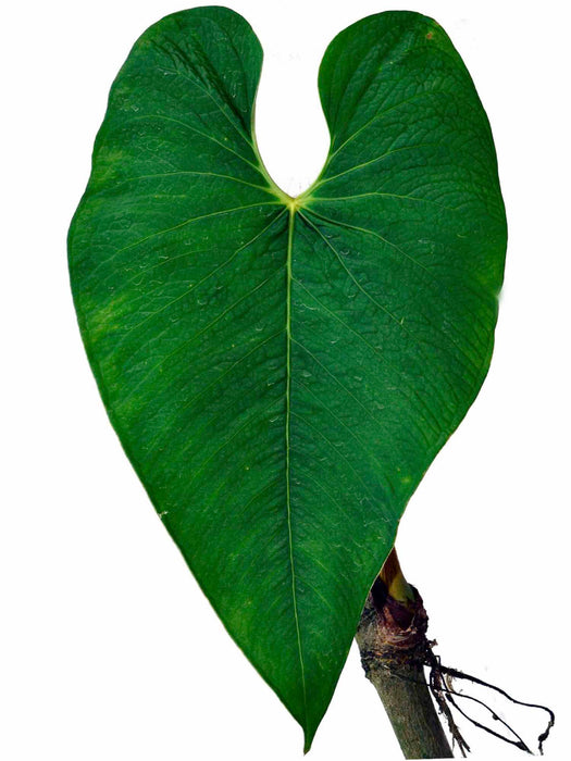 Anthurium exstipulatum