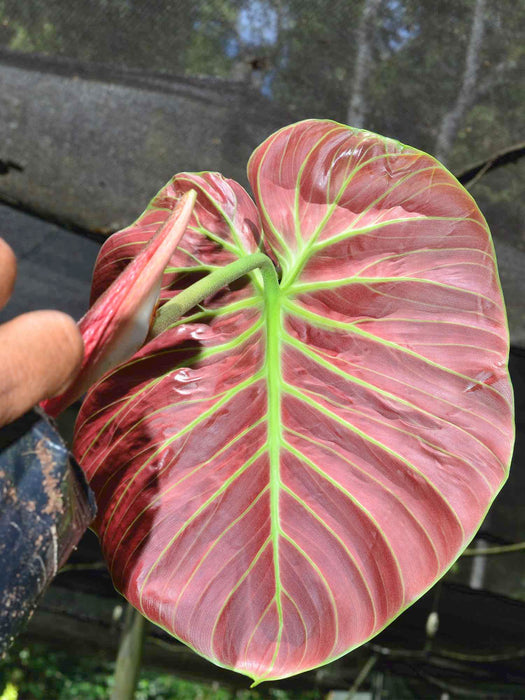 Philodendron rubrijuvenile