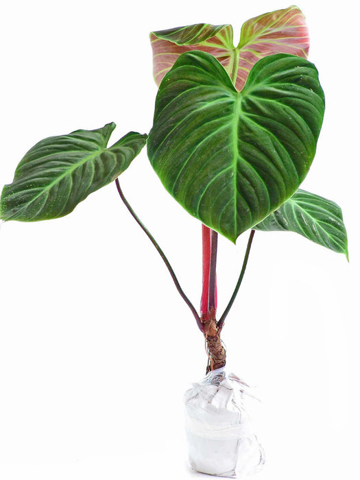 Philodendron rubrijuvenile