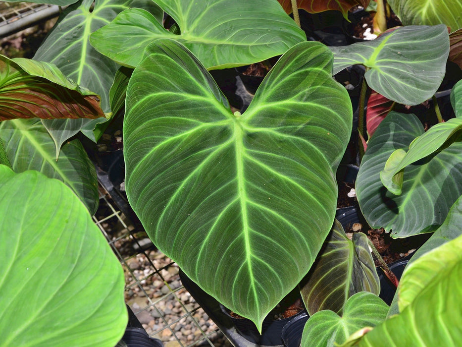 philodendron scalarinerve Philodendron rubrijuvenile