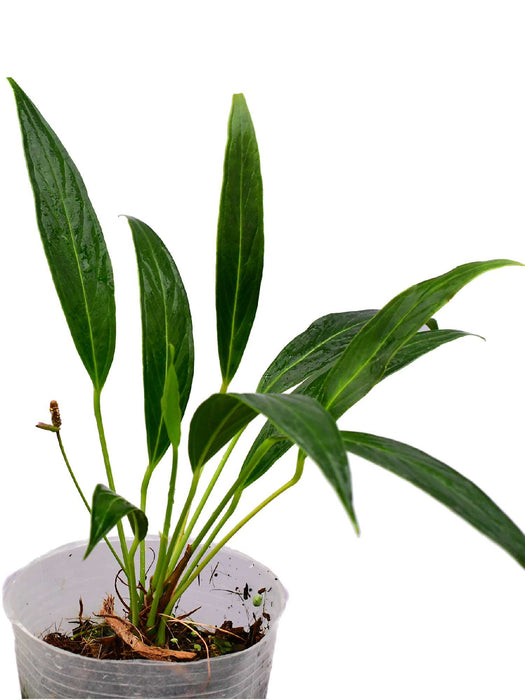 anthurium alluriquinense Anthurium antioquiense cf — Ecuagenera USA Corp