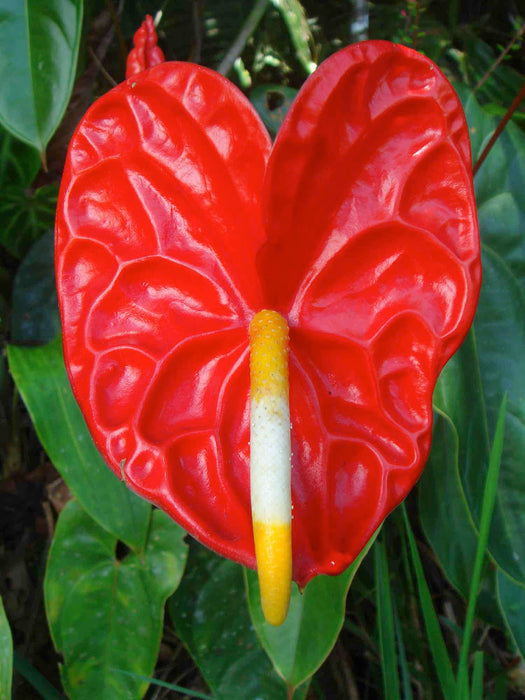 Anthurium andreanum