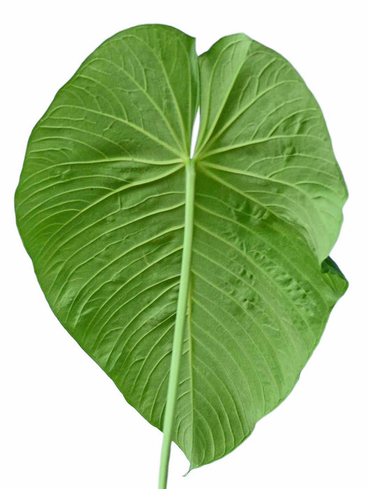 anthurium plant in hindi Anthurium angamarcanum 1