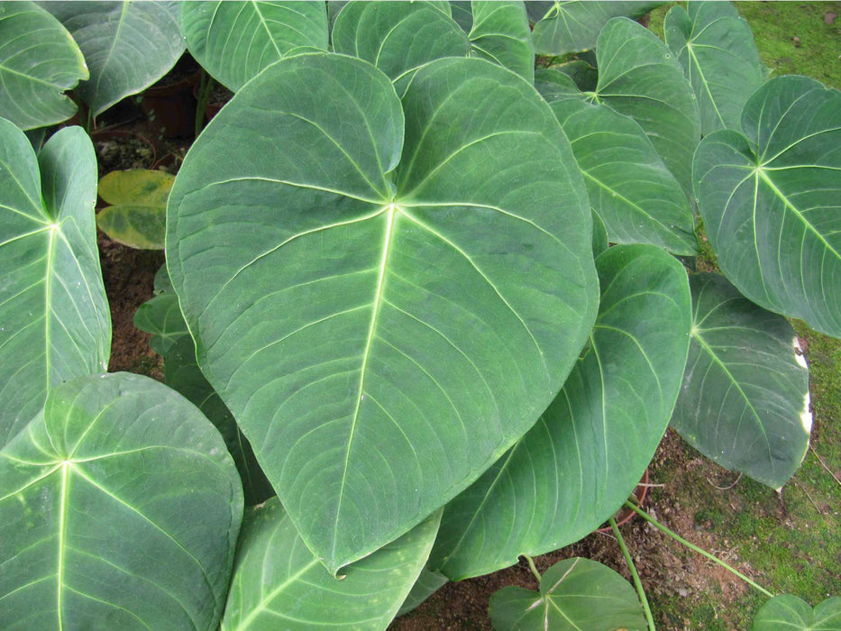 anthurium angamarcanum Anthurium angamarcanum 1