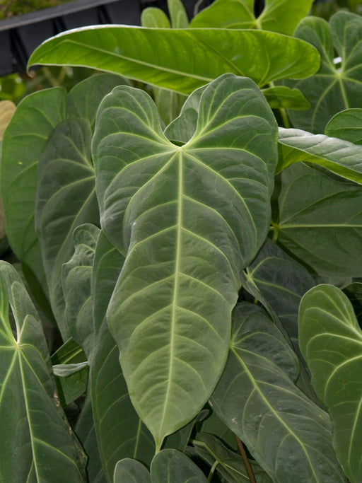 anthurium angamarcanum for sale Anthurium angamarcanum - Rare Velvety Leaf Aroid