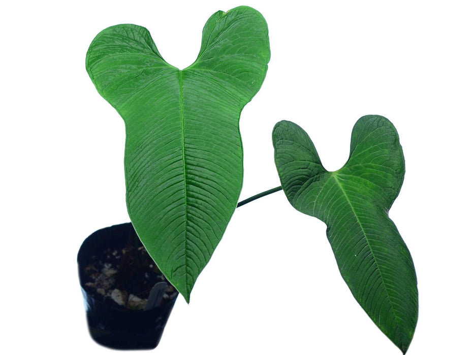 anthurium pizzazz Anthurium argyrostachyum — Ecuagenera USA Corp