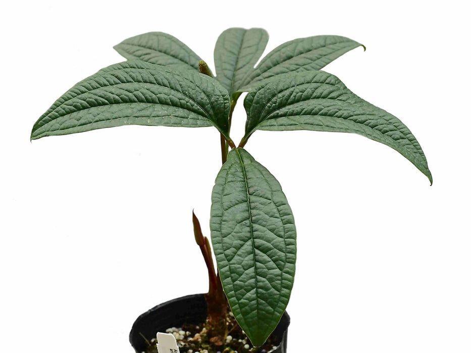 anthurium arisaemoides Anthurium arisaemoides