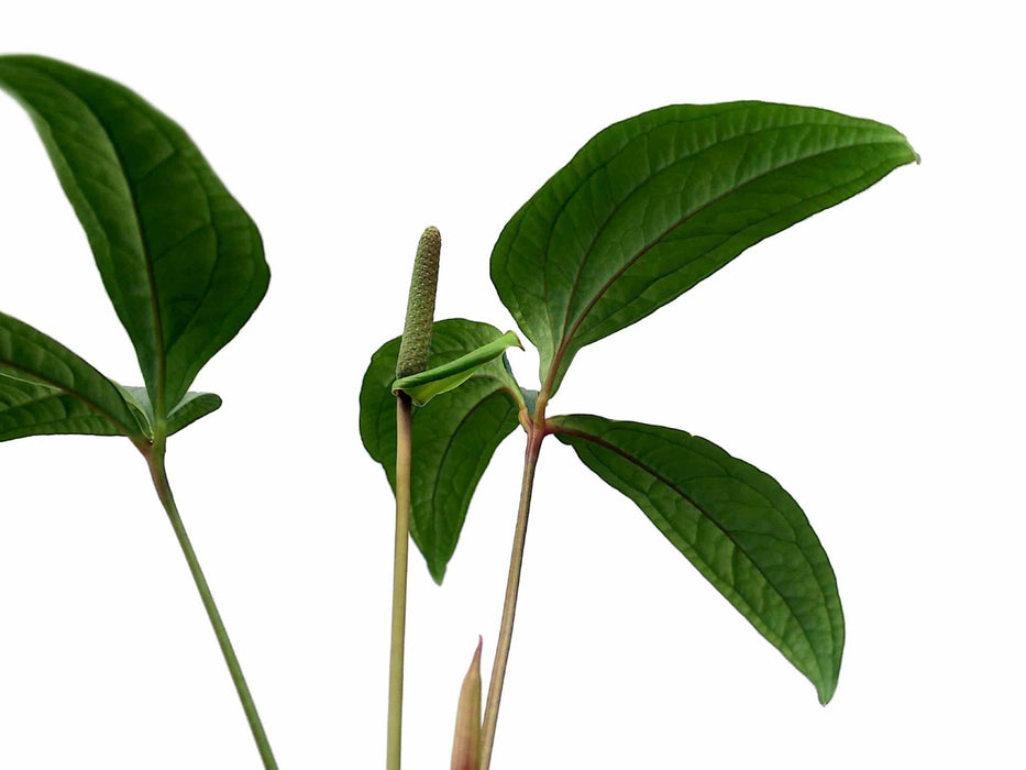 anthurium arisaemoides Anthurium arisaemoides