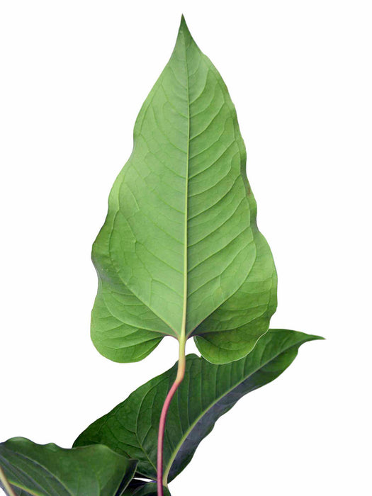 Anthurium brownii 5