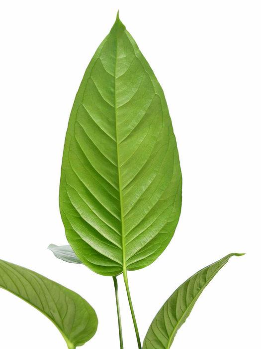 Anthurium cuspidatum Ecuagenera