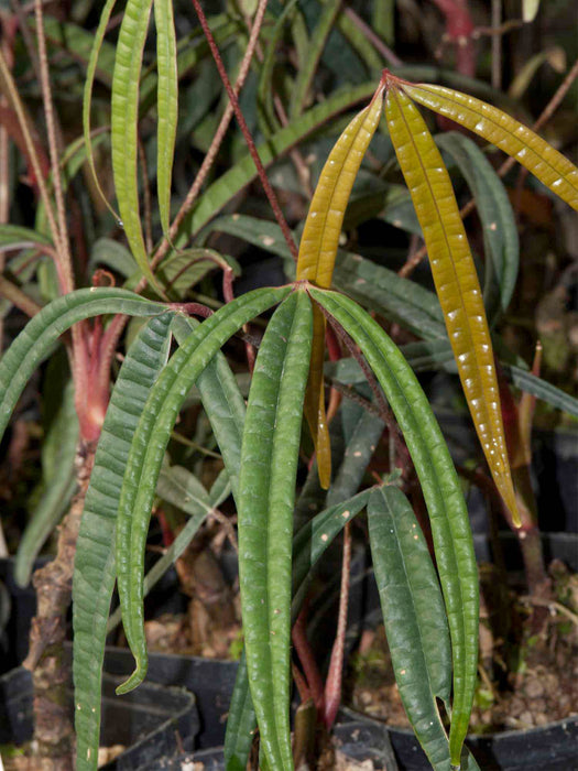 anthurium cutucuense for sale Anthurium cutucuense - Long Strap-Shaped Leaves