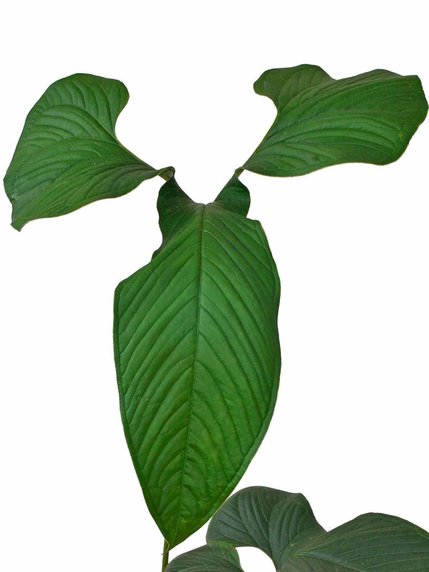 Anthurium draconopterum - Dragon Wing Anthurium Species