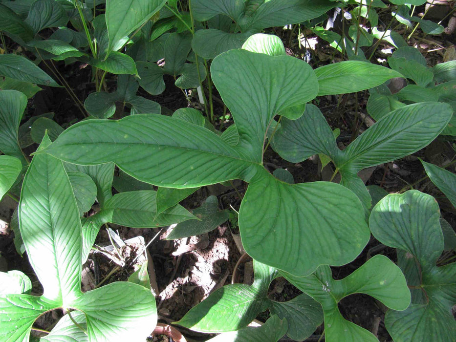 Anthurium draconopterum  (medium)