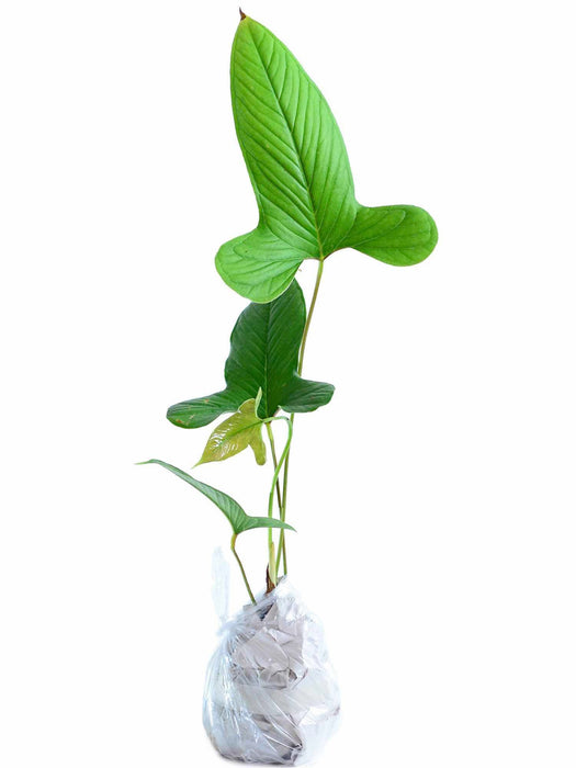 Anthurium draconopterum (medium)