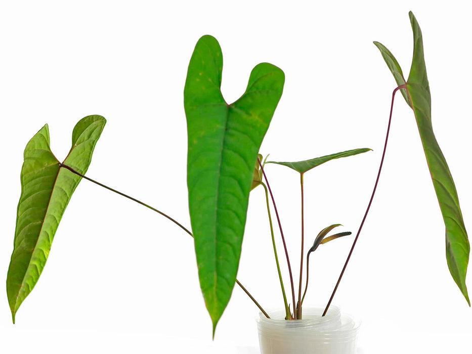 anthurium flavolineatum Anthurium flavolineatum