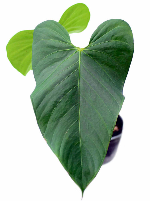 Anthurium gymnopus 3