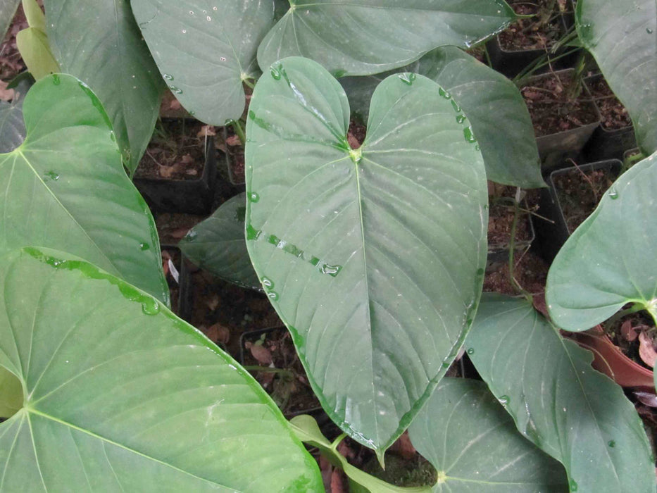 Anthurium gymnopus 3