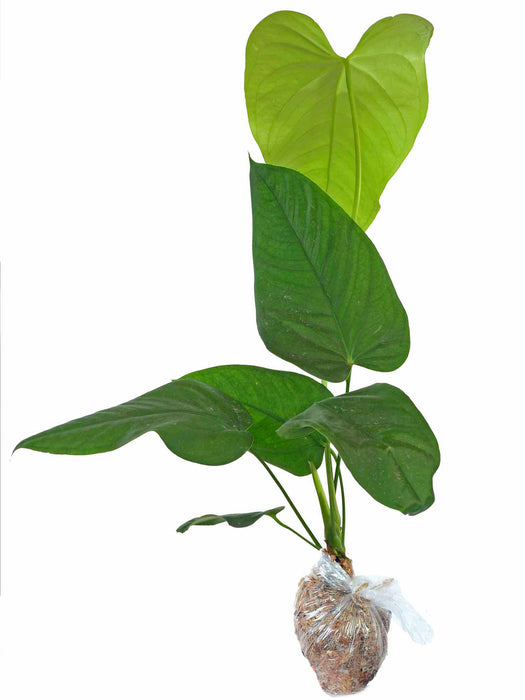 Anthurium gymnopus 3