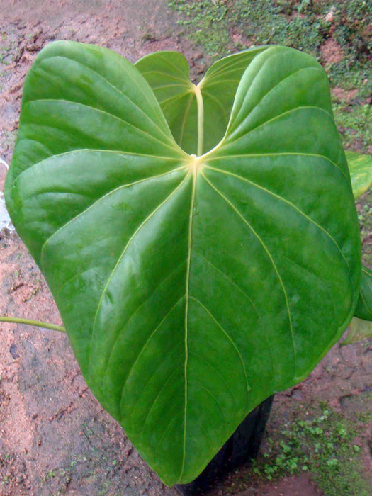 Anthurium huixtlense