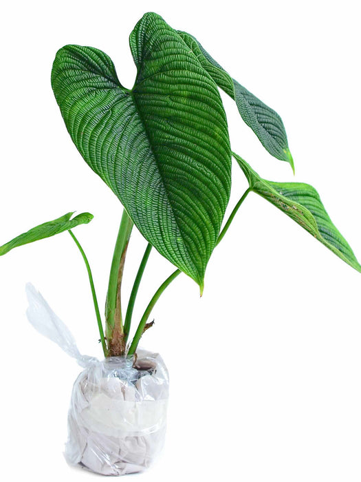 philodendron lynnhannoniae care Philodendron lynnhannoniae cf - Rare Collector Variant