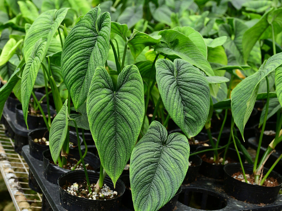philodendron lynnhannoniae Philodendron lynnhannoniae cf - Rare Collector Variant