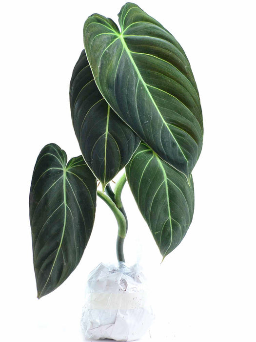 black gold philodendron philodendron melanochrysum Philodendron melanochrysum - Black Gold Philodendron